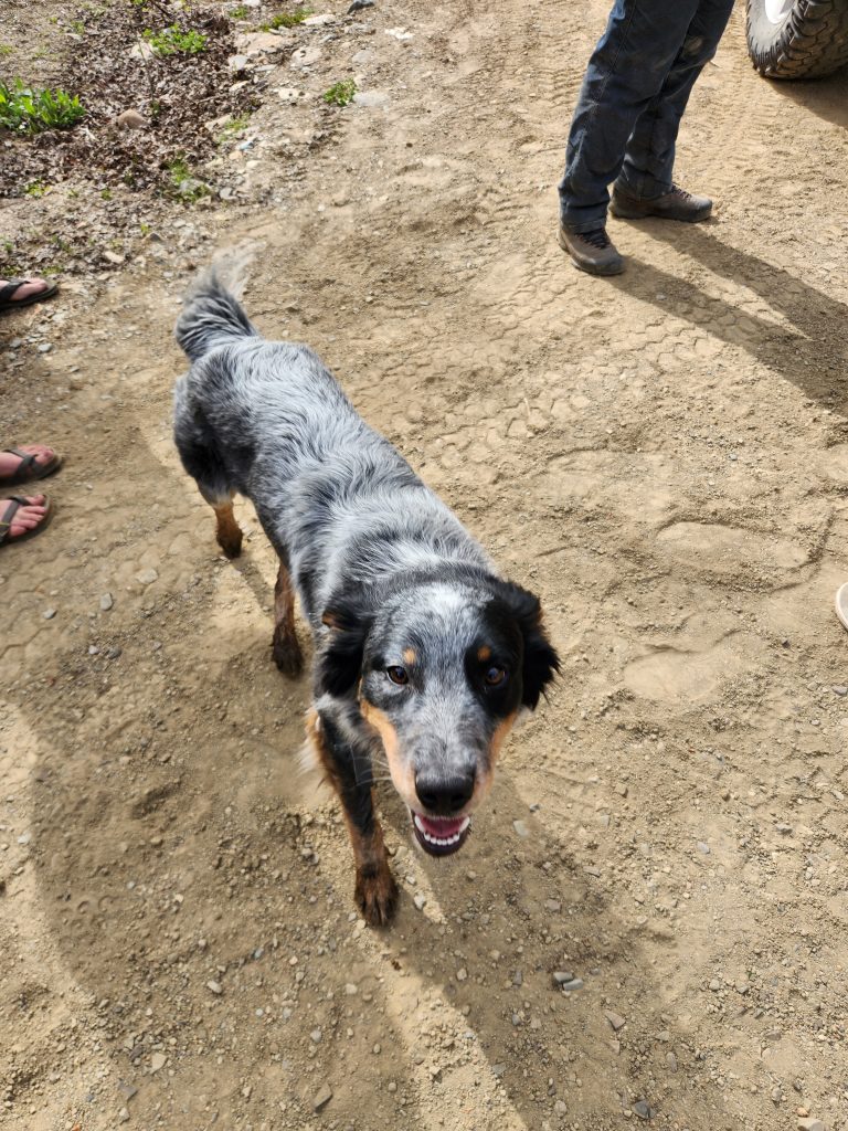 Tread Lightly! Impact Report: Pennal Gulch Cleanup 20240518 165701 768x1024