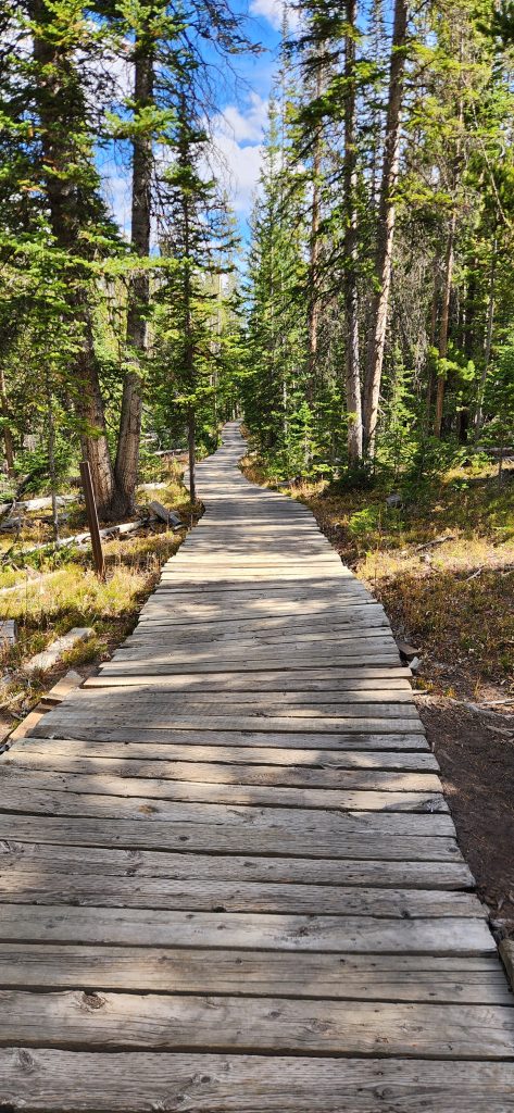 Tread Lightly! Impact Report: Wolverine Trail Fencing Installation 20241008 124003 473x1024