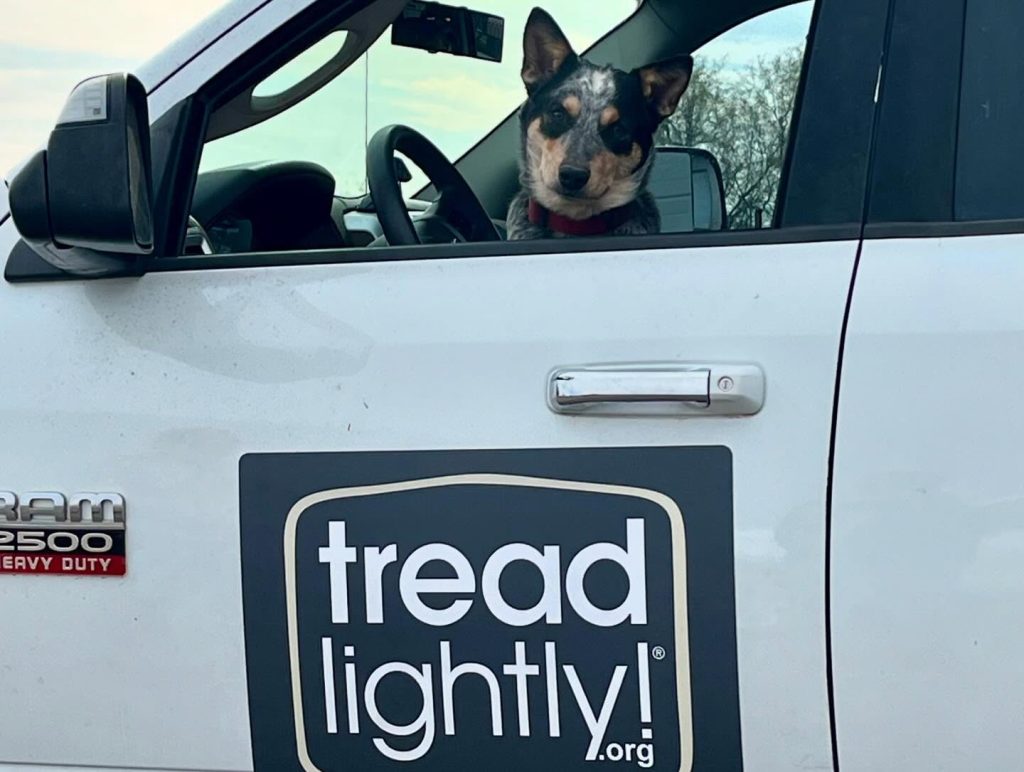 Tread Lightly! Impact Report: Wildcat Fire Restoration Project 475023737 18488592067057776 7112829814390719197 N 1024x772