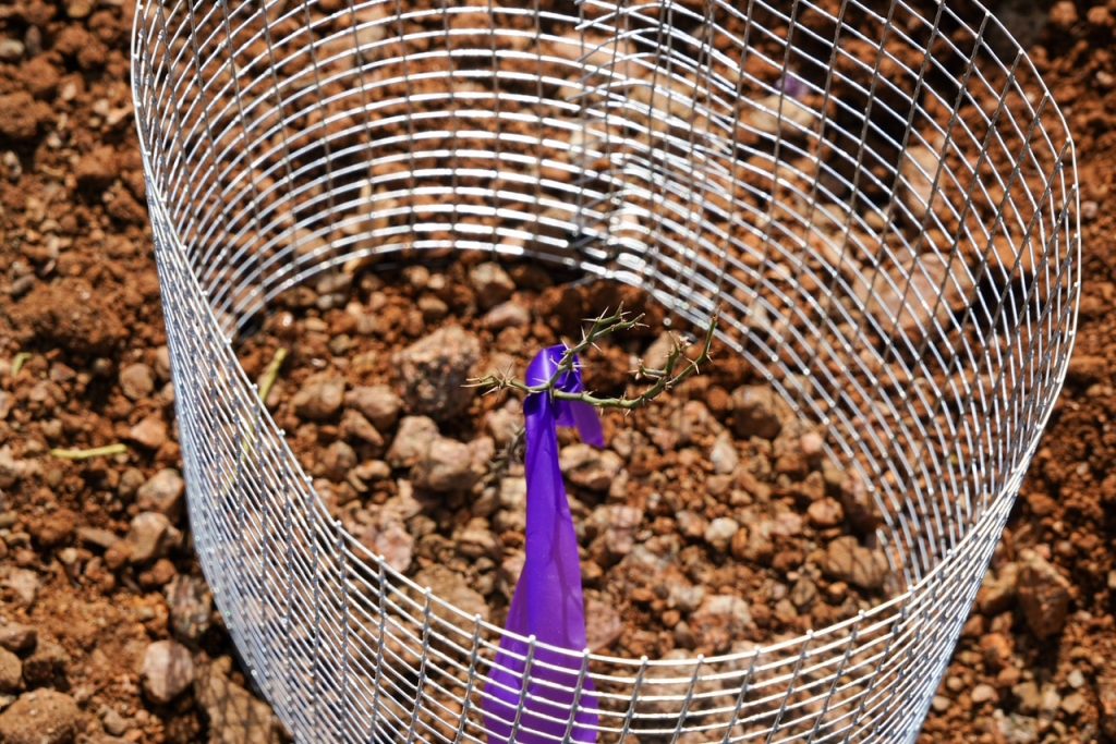 Tread Lightly! Impact Report: Bronco Wild Fund Planting Day and Trail Run IMG 0895 1024x683