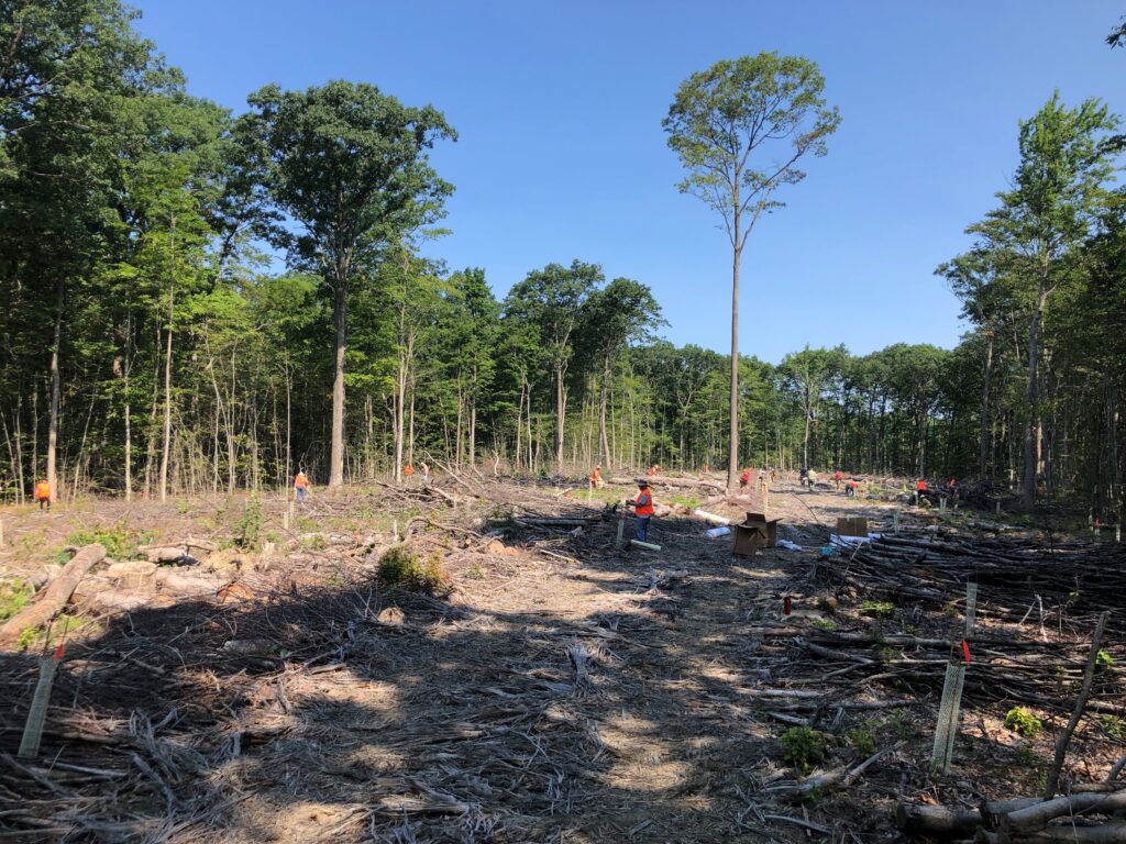 Tree Planting 2 1024x768