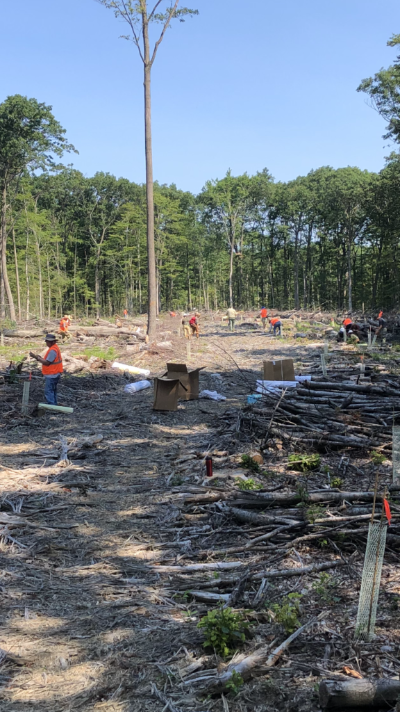 Tree Planting 3 576x1024
